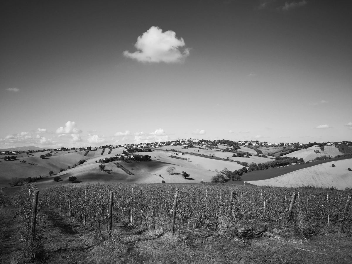 Tenuta San Marcello